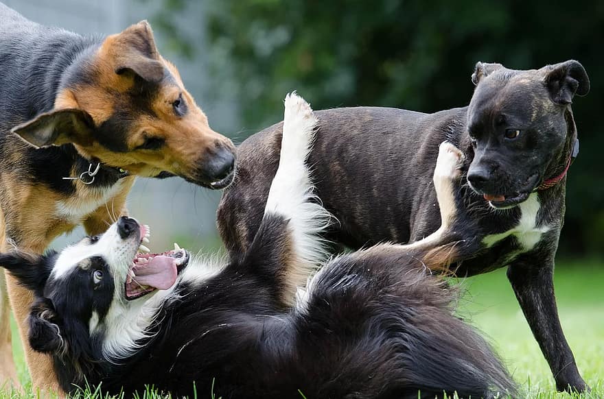 KÖPEKLER ve İNSANLARDA ORTAK DAVRANIŞ ÖZELLİKLERİ